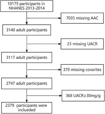 A cross-sectional study investigating the relationship between urinary albumin creatinine ratio and abdominal aortic calcification in adults
